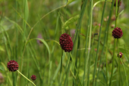 Sanguisorba officinalisGrote pimpernel bestellen